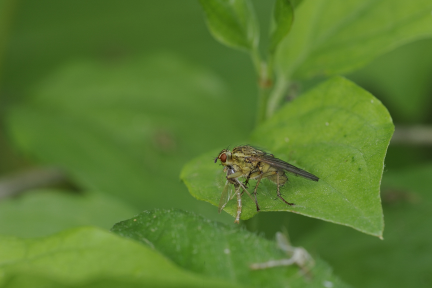Preda e predatore